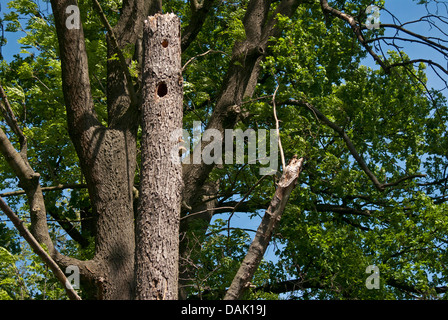 black woodpecker (Dryocopus martius), breeding cave of a black woodpecker, Germany, North Rhine-Westphalia Stock Photo