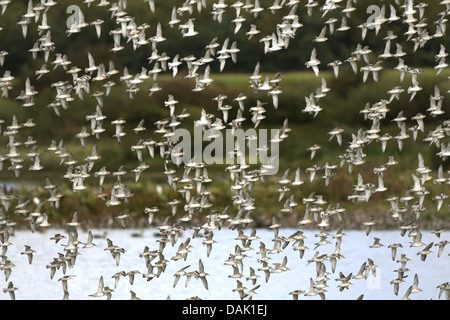 red knot (Calidris canutus), large flock in flight, Netherlands, Terschelling Stock Photo