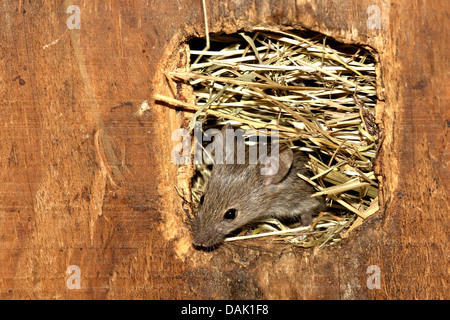 house mouse (Mus musculus), looking out of a hiding-place, Belgium Stock Photo