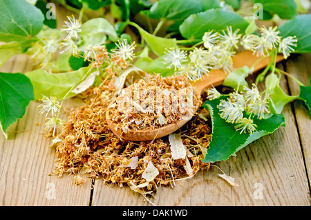 Wooden spoon with dried flowers of linden, fresh linden flowers with leaves on a background of wooden boards Stock Photo