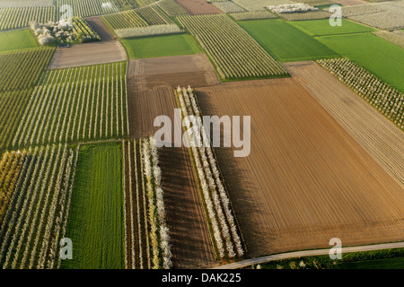apple tree (Malus domestica), aerial photograph of flowering fruit tree orchard, Belgium, Limburg, Haspengouw