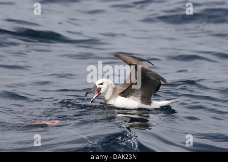 black-browed albatross (Thalassarche melanophrys) immature bird swimming on sea, off eastern Australia Stock Photo