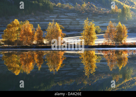 common birch, silver birch, European white birch, white birch (Betula pendula, Betula alba), autumn grope in front of snow-covered mountain slope reflected in a lake, France, Col d'Arsine Stock Photo