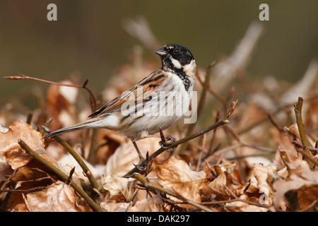 common reed bunting (Emberiza schoeniclus) adult male standing on beech (Fagus) hedge, Norfolk, England, United Kingdom, Europe Stock Photo