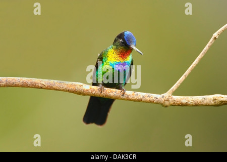 fiery-throated hummingbird (Panterpe insignis), adult male, perched on branch, Costa Rica, Central America Stock Photo