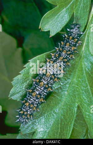 heath fritillary (Melitaea athalia), caterpillar on leaf, Germany Stock Photo