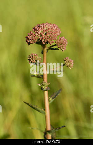 orpine stonecrop, garden stonecrop, live-forever stonecrop (Sedum telephium, Hylotelephium telephium), blooming, Germany Stock Photo