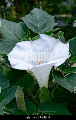 Moonflower (datura wrightii) Stock Photo