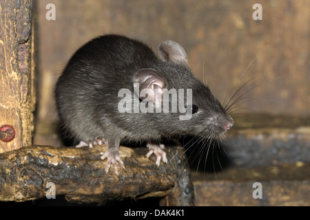 black rat, roof rat, house rat, ship rat (Rattus rattus), on wooden railing, Netherlands Stock Photo