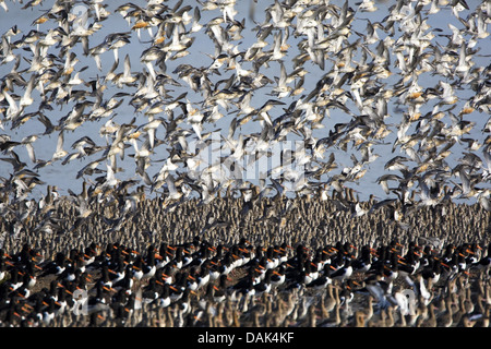 red knot (Calidris canutus), with oister catcher, Haematopus ostralegus, at the North sea, Netherlands, Terschelling Stock Photo