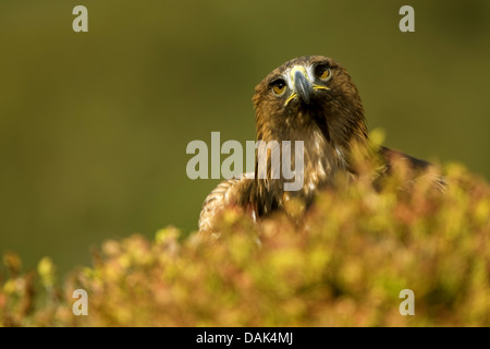 golden eagle (Aquila chrysaetos), portrait, United Kingdom, Scotland Stock Photo