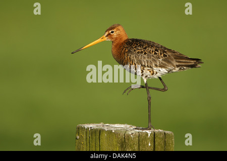 black-tailed godwit (Limosa limosa), standing on a wooden pile, Netherlands Stock Photo