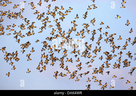 linnet (Carduelis cannabina, Acanthis cannabina), flying flock, Belgium