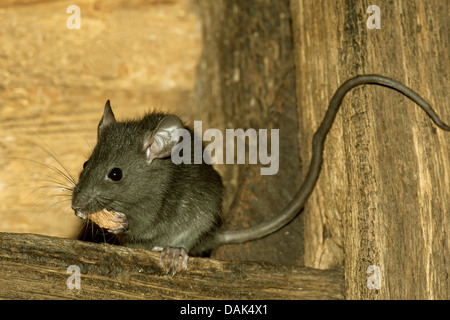 black rat, roof rat, house rat, ship rat (Rattus rattus), feeding on a wooden railing, Netherlands Stock Photo