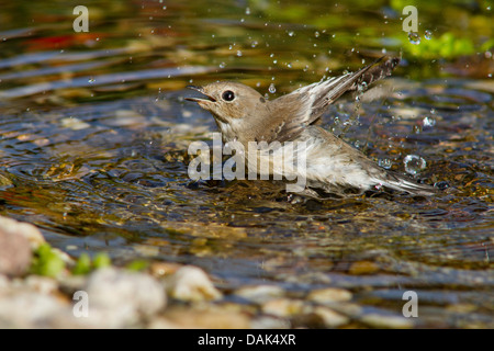 pied flycatcher (Ficedula hypoleuca), female bathing in a creek, Germany, Mecklenburg-Western Pomerania Stock Photo