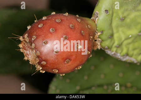 Indian Fig (Opuntia ficus-indica) Stock Photo