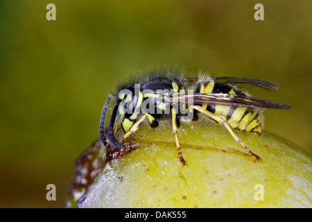 common wasp (Vespula vulgaris, Paravespula vulgaris), feeding on yellow plum, Germany, Mecklenburg-Western Pomerania Stock Photo