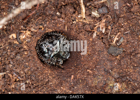 green tiger beetle (Cicindela campestris), beetle larva in lurking position, Germany, Mecklenburg-Western Pomerania Stock Photo