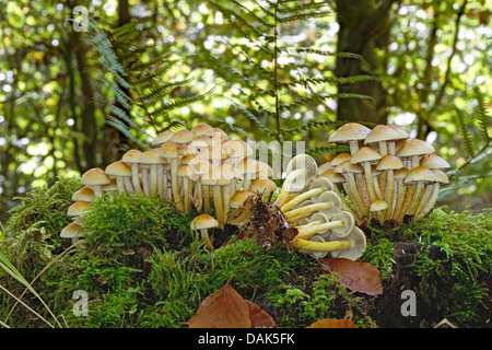 sulphur tuft (Hypholoma fasciculare), on tree snag, Germany, Mecklenburg-Western Pomerania Stock Photo