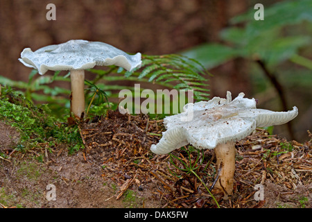 aniseed funnel (Clitocybe odora), two fruiting bodies on forest floor, Germany, Mecklenburg-Western Pomerania Stock Photo