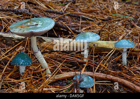 verdigris agaric (Stropharia aeruginosa), five fruiting bodies on forest floor, Germany, Mecklenburg-Western Pomerania Stock Photo