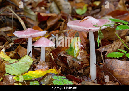 rosy bonnet (Mycena rosea), three fruiting bodies at forest floor, Germany, Mecklenburg-Western Pomerania Stock Photo