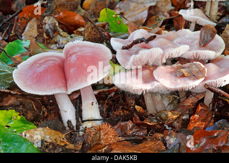 rosy bonnet (Mycena rosea), several fruiting bodies at forest floor, Germany, Mecklenburg-Western Pomerania Stock Photo