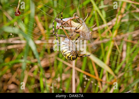 black-and-yellow argiope, black-and-yellow garden spider (Argiope bruennichi), female with caught grasshopper, Germany, Mecklenburg-Western Pomerania Stock Photo