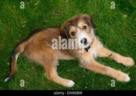 Cute Poodle Great Pyrenees Russian Wolfhound Mix puppy lying on grass looking up Stock Photo