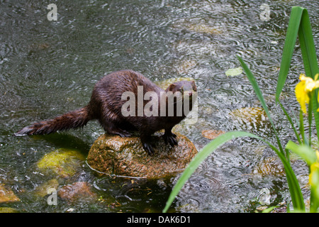 American mink (Mustela vison, Neovison vison), sitting on a stone in a pond by rain, Germany, Mecklenburg-Western Pomerania Stock Photo