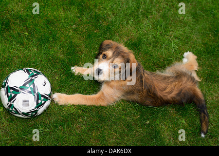 Mixed breed puppy lying on grass looking up with soccer ball Stock Photo