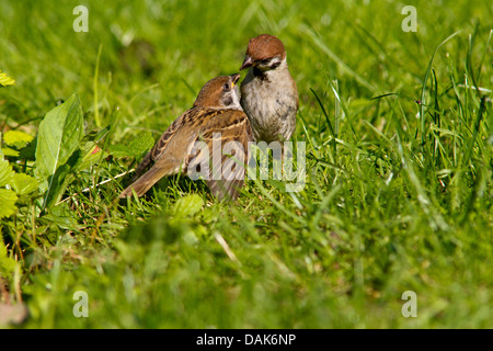 Eurasian tree sparrow (Passer montanus), adult bird feeding a fledged squeaker, Germany, Mecklenburg-Western Pomerania Stock Photo