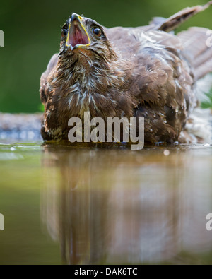 Close-up of a wild Common buzzard (buteo buteo) in a forest pool, mouth open and calling, soft focus green background Stock Photo