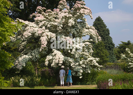 Cornus kousa var. chinensis at RHS Garden Wisley, Surrey, England, UK Stock Photo