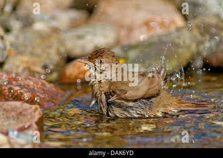 thrush nightingale (Luscinia luscinia), bathing, Germany, Mecklenburg-Western Pomerania Stock Photo