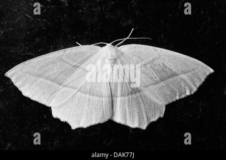 Monochrome image of Common White Wave moth Cabera pusaria in Toronto Canada Stock Photo