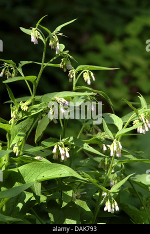 Russian comfrey (Symphytum x uplandicum), blooming with humble bee, Germany Stock Photo