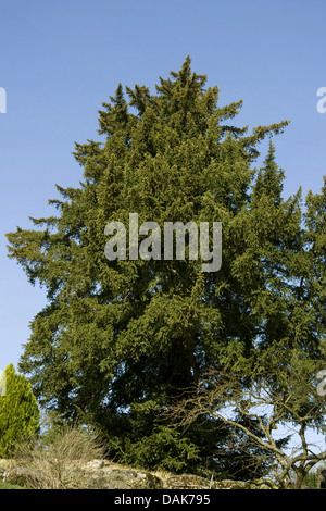 common yew (Taxus baccata), single tree, Germany Stock Photo