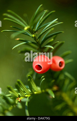 common yew (Taxus baccata), branch with mature seeds, Germany Stock Photo