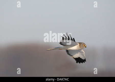 hen harrier (Circus cyaneus), male in flight, Belgium Stock Photo