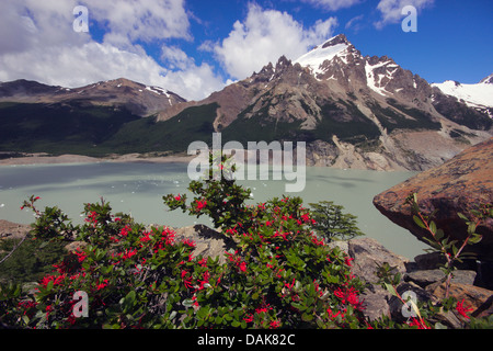 Chilean fire bush (Embothrium coccineum), Laguna Torre, Cerro Solo, Chile, Patagonia, Los Glaciares National Park, El Chalten Stock Photo