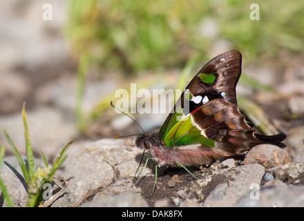 Purple-spotted Swallowtail (Graphium weiskei) butterfly, Papua New Guinea highlands Stock Photo