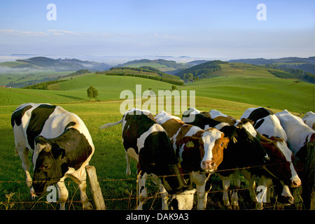 Herd of cattle on the other side of the metal fence Stock Photo - Alamy