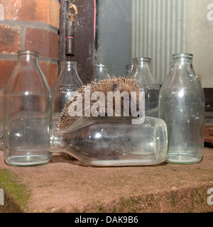 European hedgehog amongst milk bottles in garden Stock Photo