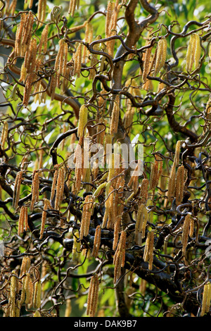 Corkscrew Hazel , Common hazel (Corylus avellana 'Contorta', Corylus avellana Contorta), flowering Stock Photo