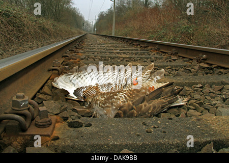 Eurasian buzzard (Buteo buteo), laying on railtrack, killed by a train, Germany Stock Photo