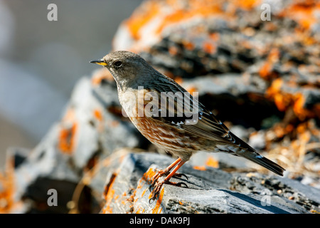 Alpine accentor (Prunella collaris), sitting on a rock with lichens, Switzerland, Valais Stock Photo