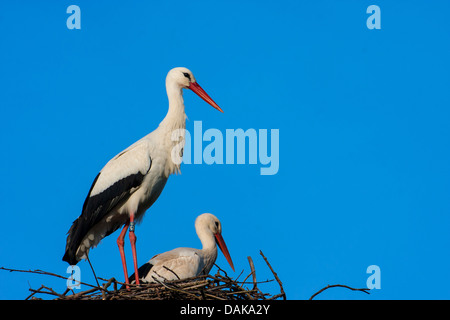 white stork (Ciconia ciconia), two storks at their nest , Switzerland, Sankt Gallen Stock Photo