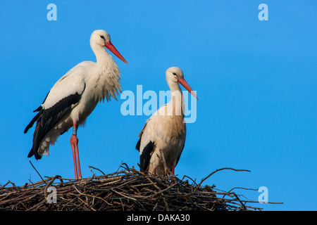 white stork (Ciconia ciconia), two storks at their nest, Switzerland, Sankt Gallen Stock Photo