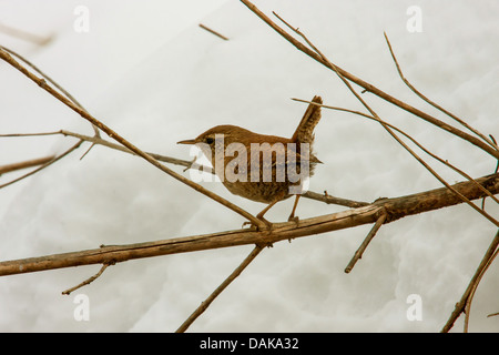 winter wren (Troglodytes troglodytes), on a twig in winter, Switzerland, Sankt Gallen Stock Photo